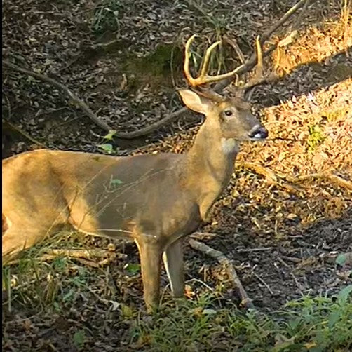 Texas white-tailed buck walking through a dry creek bed on native Texas land–natural habitat scene during deer season.