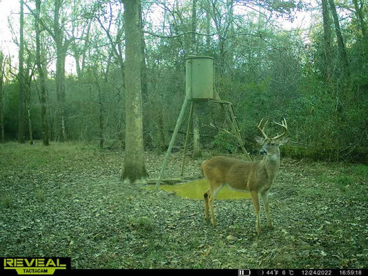 Texas white-tailed buck standing in front of a deer feeder -on native Texas land–natural habitat scene during deer season.